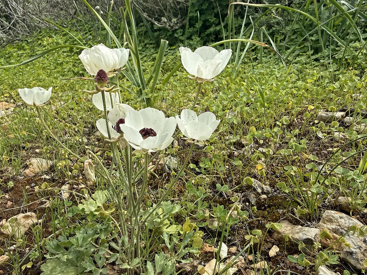 Persian Buttercup (Ranunculus asiaticus)