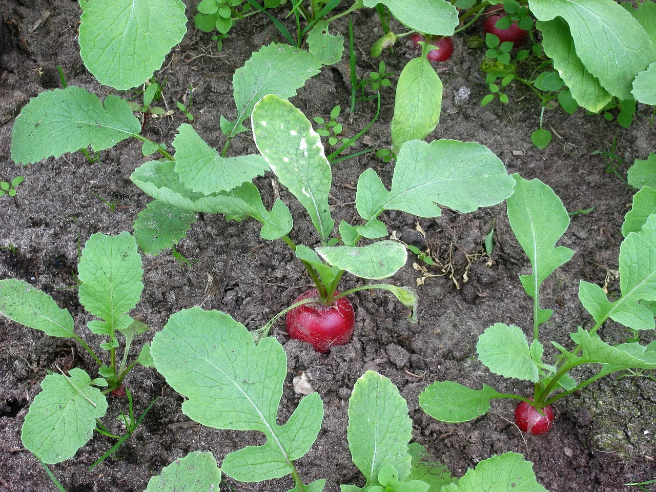 Radish (Raphanus sativus)