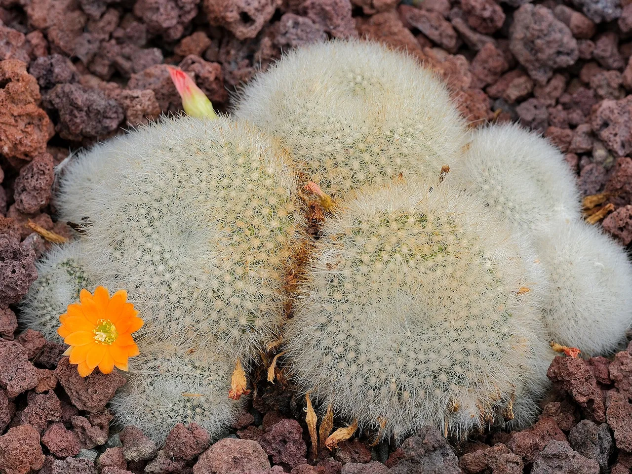 Red Crown Cactus (Rebutia minuscula)
