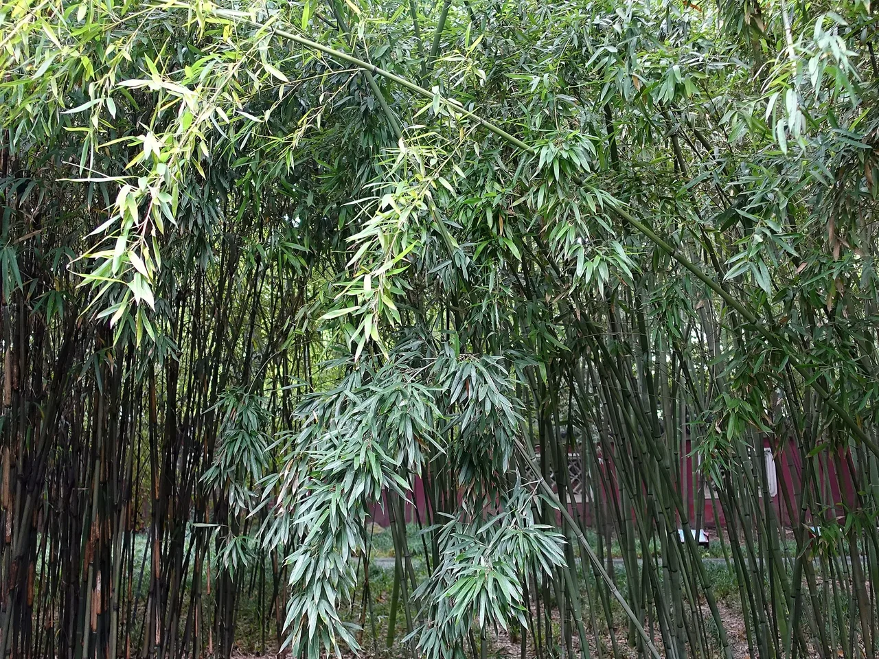 Red Margin Bamboo (Phyllostachys rubromarginata)