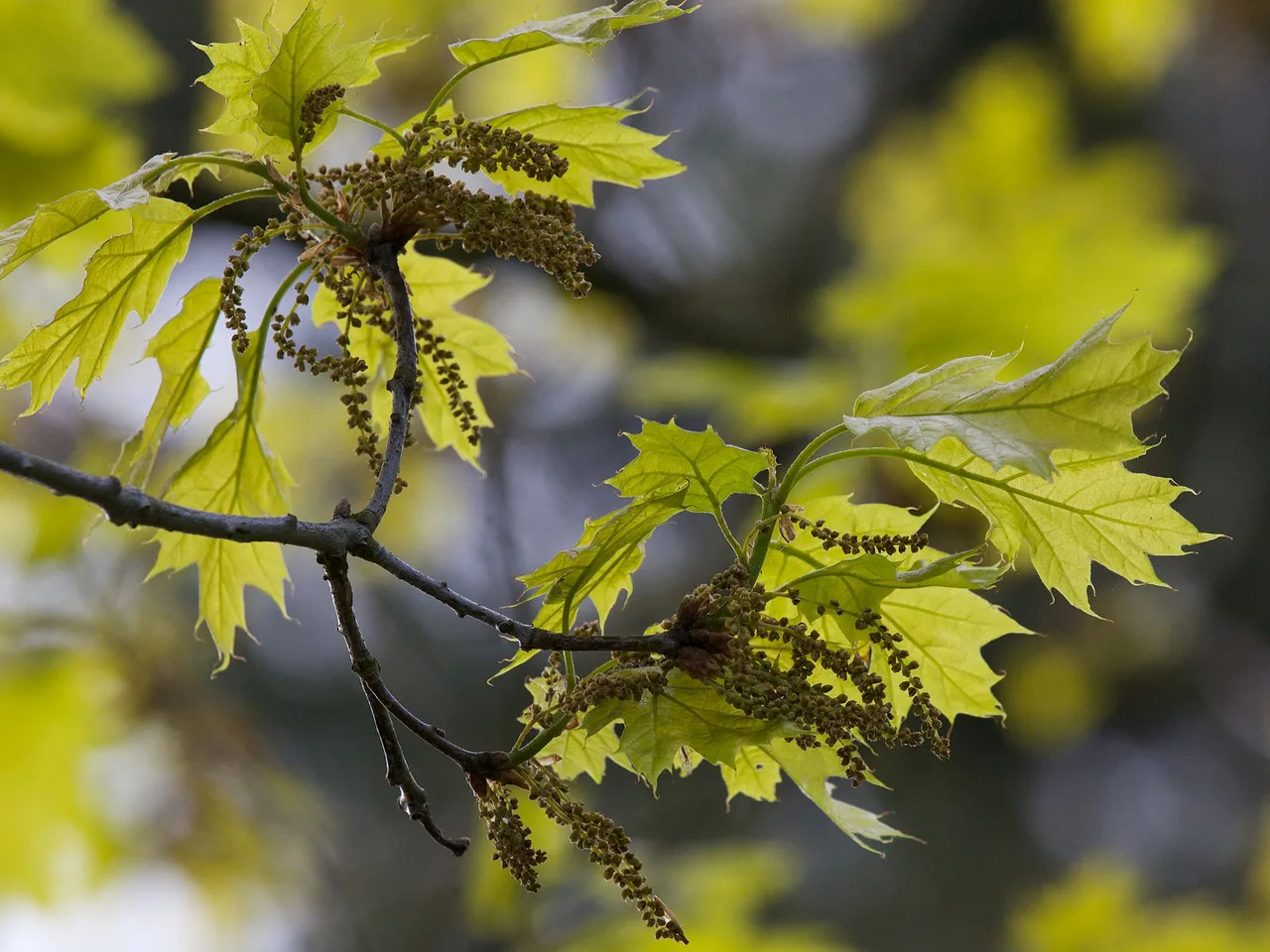 Red Oak (Quercus rubra)