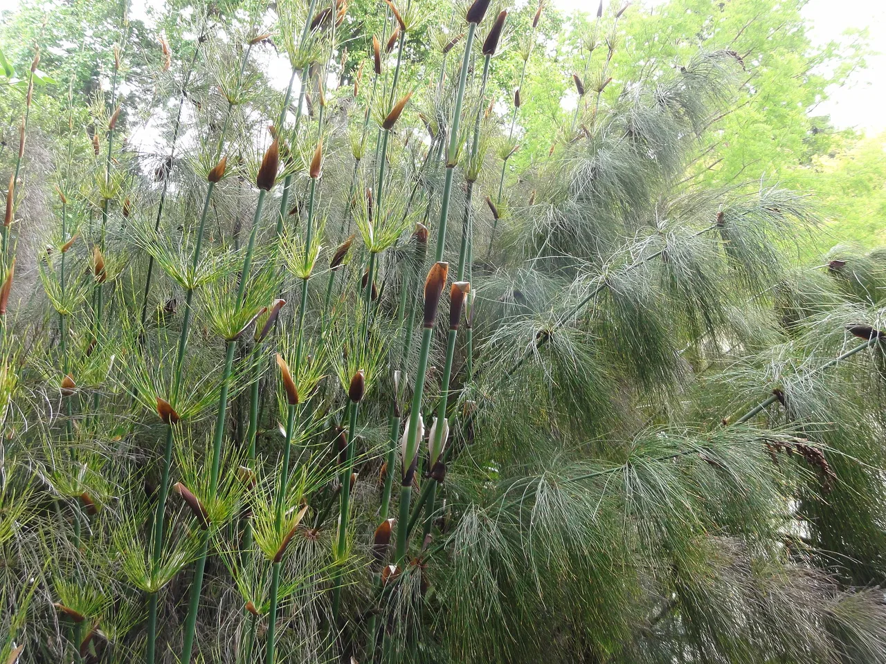Cape Restio (Elegia capensis)