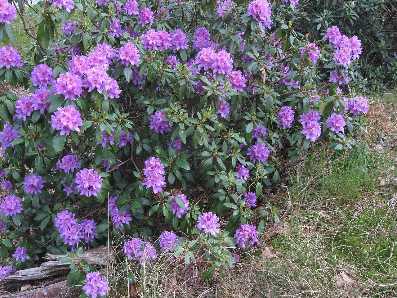 Rhododendron (Rhododendron ponticum)