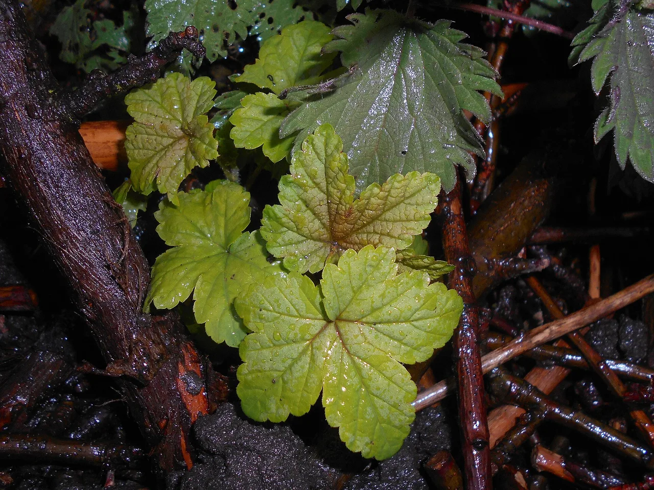 Blackcurrant (Ribes nigrum)