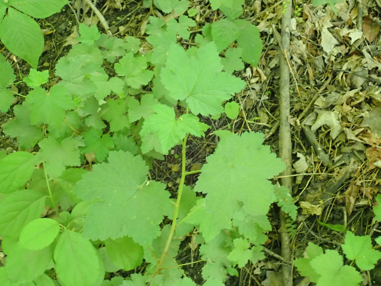 Redcurrant (Ribes rubrum)