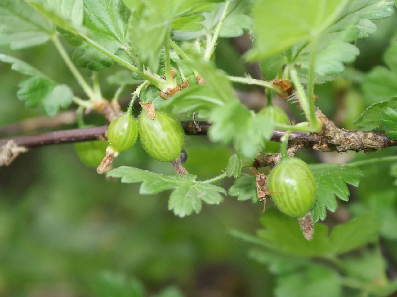 Gooseberry (Ribes uva-crispa)