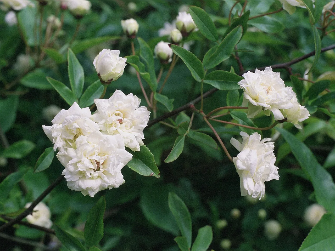 Lady Banks Rose (Rosa banksiae)