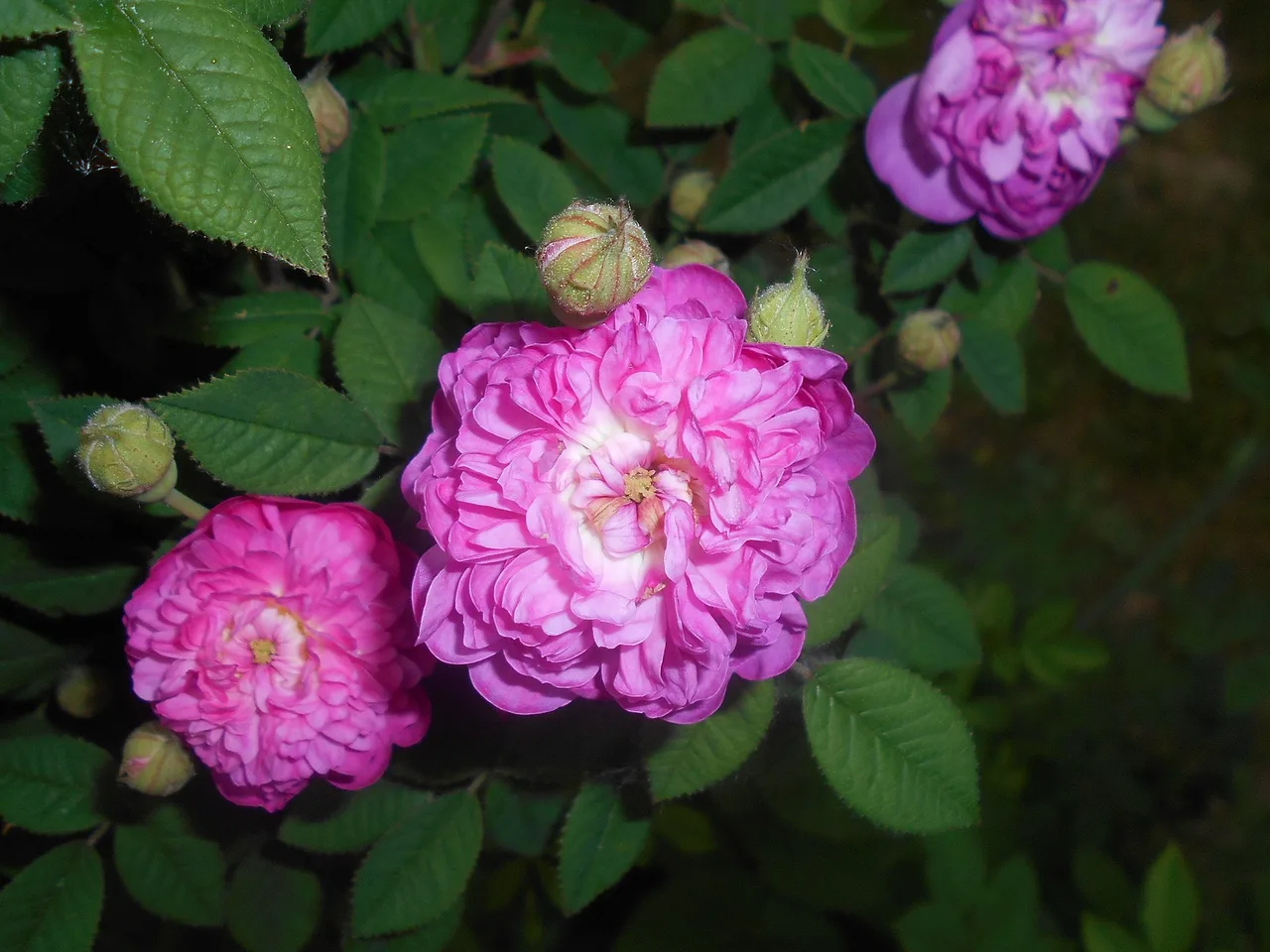 Cabbage Rose (Rosa x centifolia)