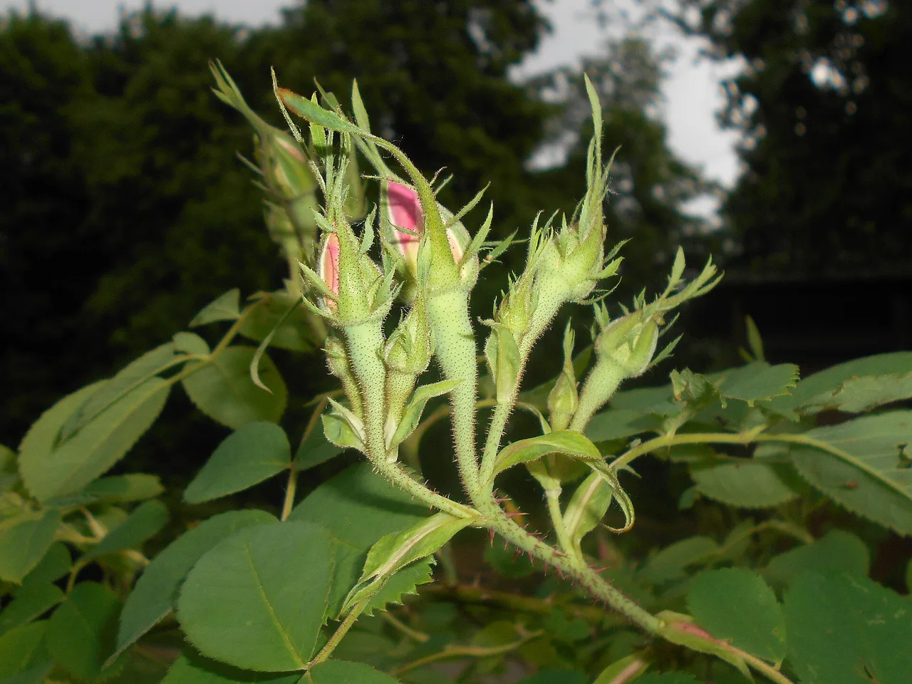Damask Rose (Rosa x damascena)