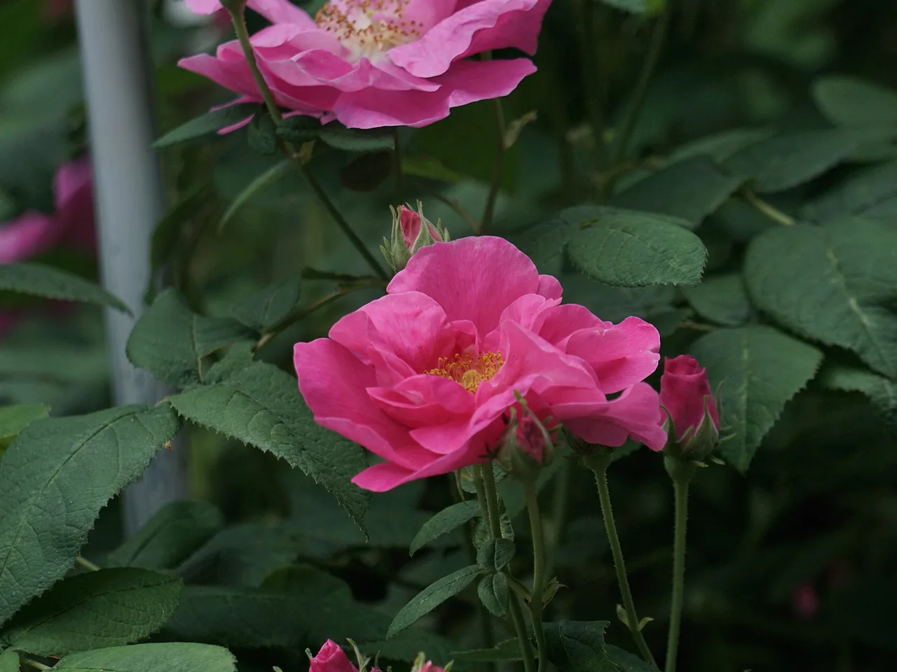 Apothecary Rose (Rosa gallica officinalis)