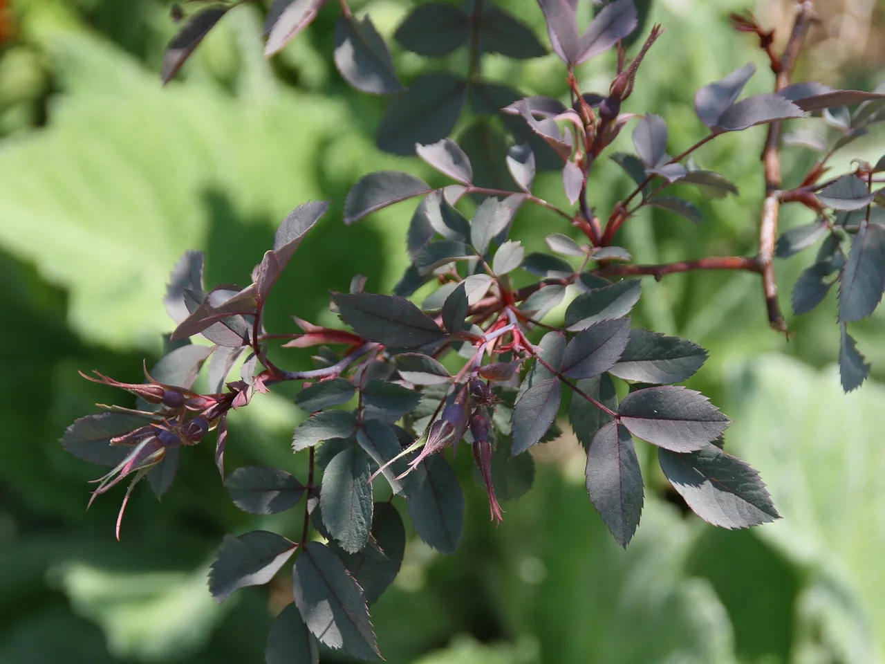 Redleaf Rose (Rosa glauca)