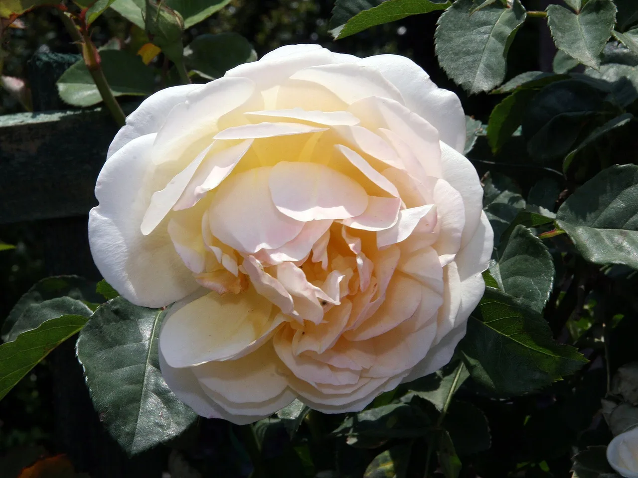 Graham Thomas Rose (Rosa Graham Thomas)
