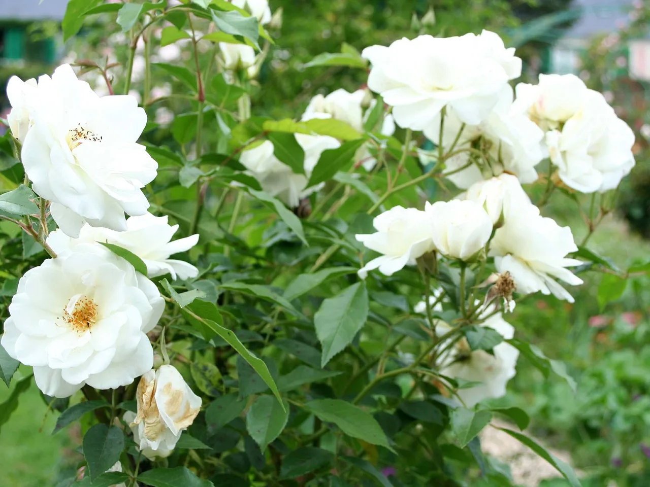 Iceberg Rose (Rosa Iceberg)