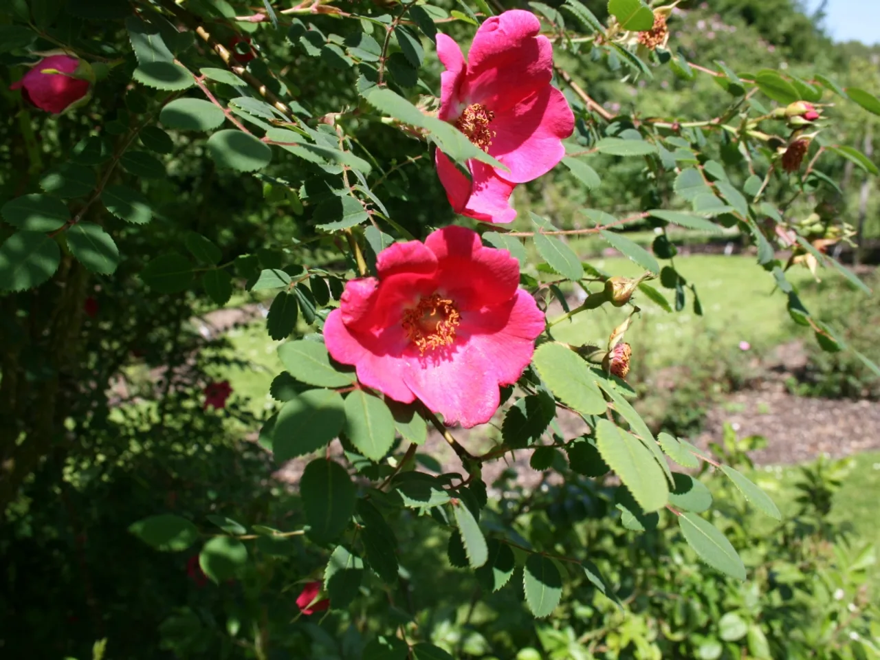 Moyes Rose (Rosa moyesii)