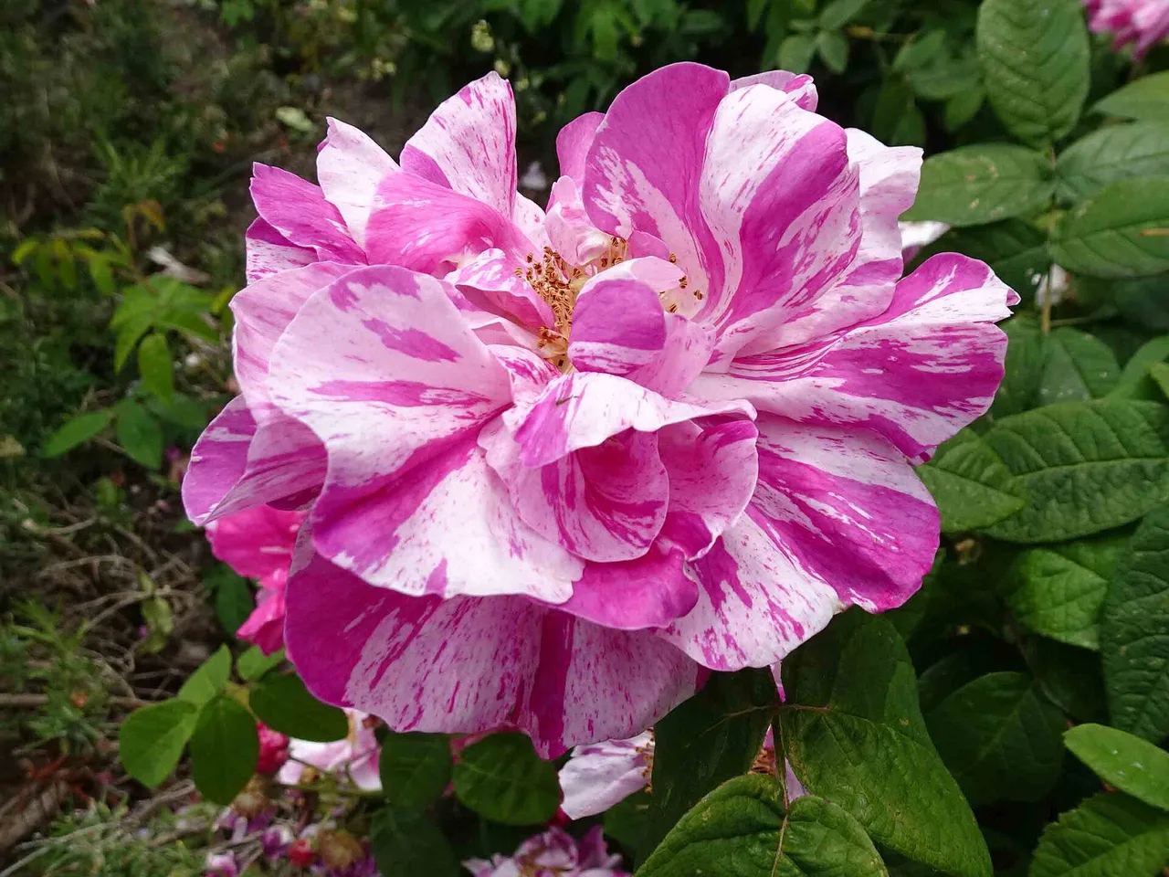 Rosa Mundi (Rosa gallica versicolor)