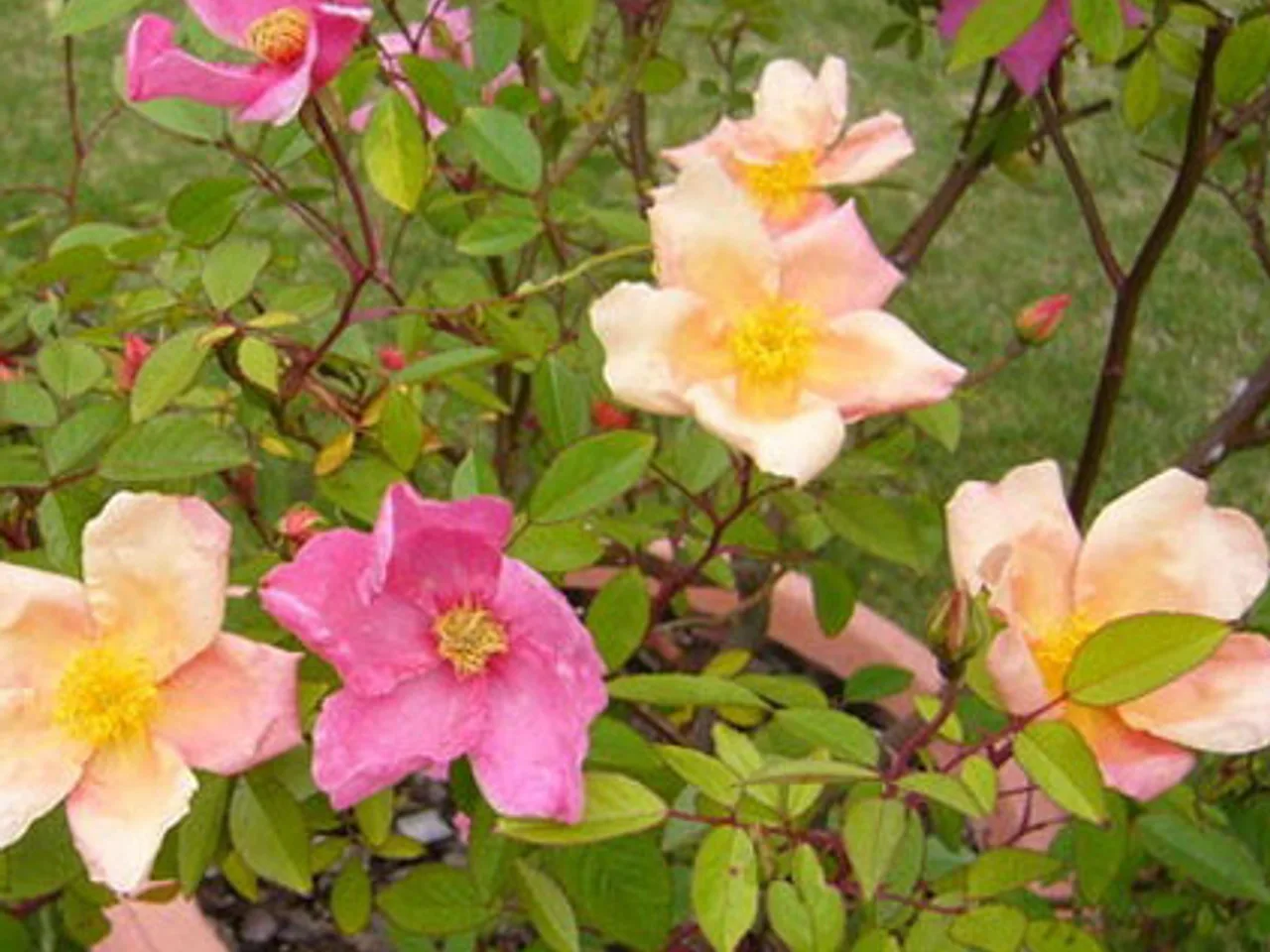 Butterfly Rose (Rosa x odorata Mutabilis)