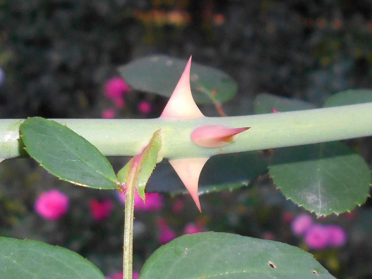 New Dawn Rose (Rosa New Dawn)
