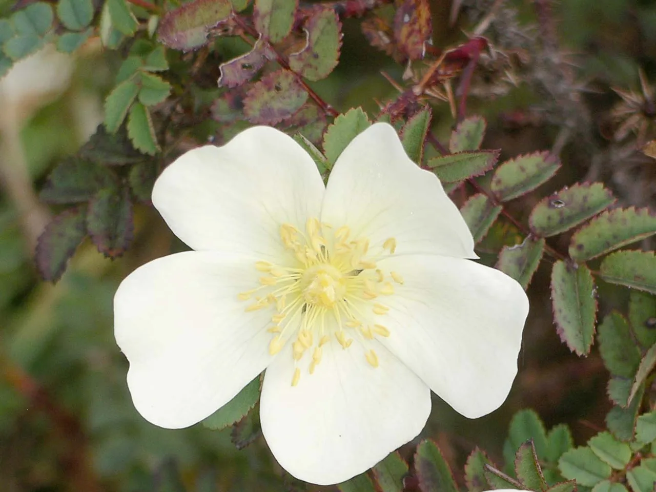 Burnet Rose (Rosa pimpinellifolia)