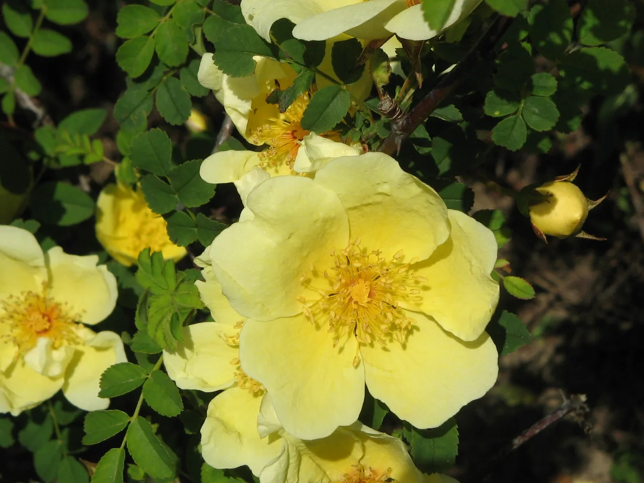 Canary Bird Rose (Rosa xanthina Canary Bird)