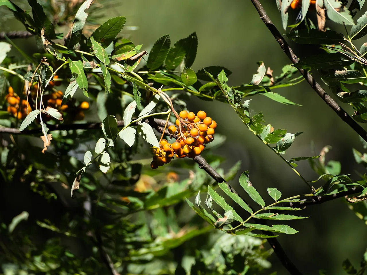 Rowan (Sorbus aucuparia)