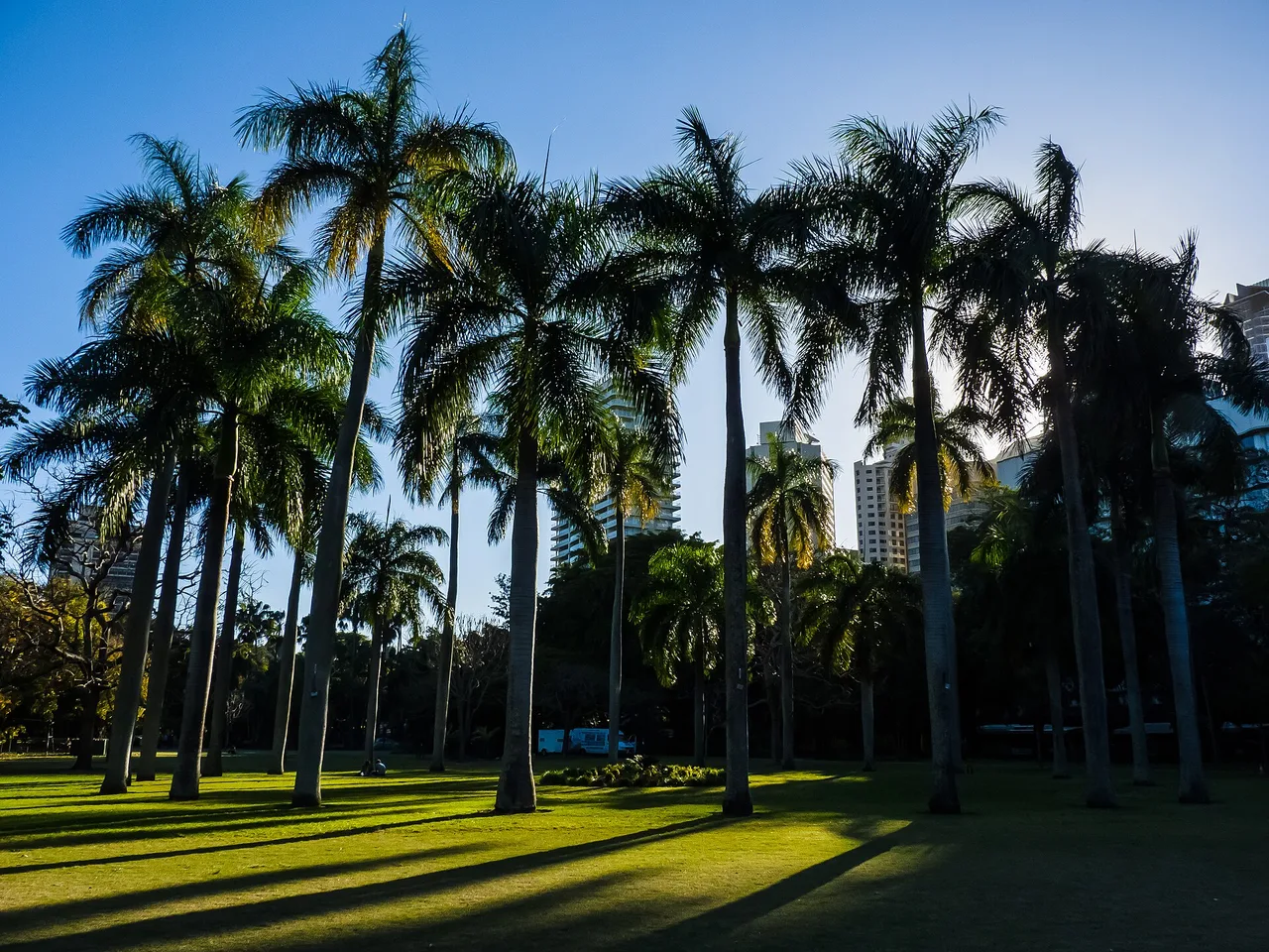 Royal Palm (Roystonea regia)