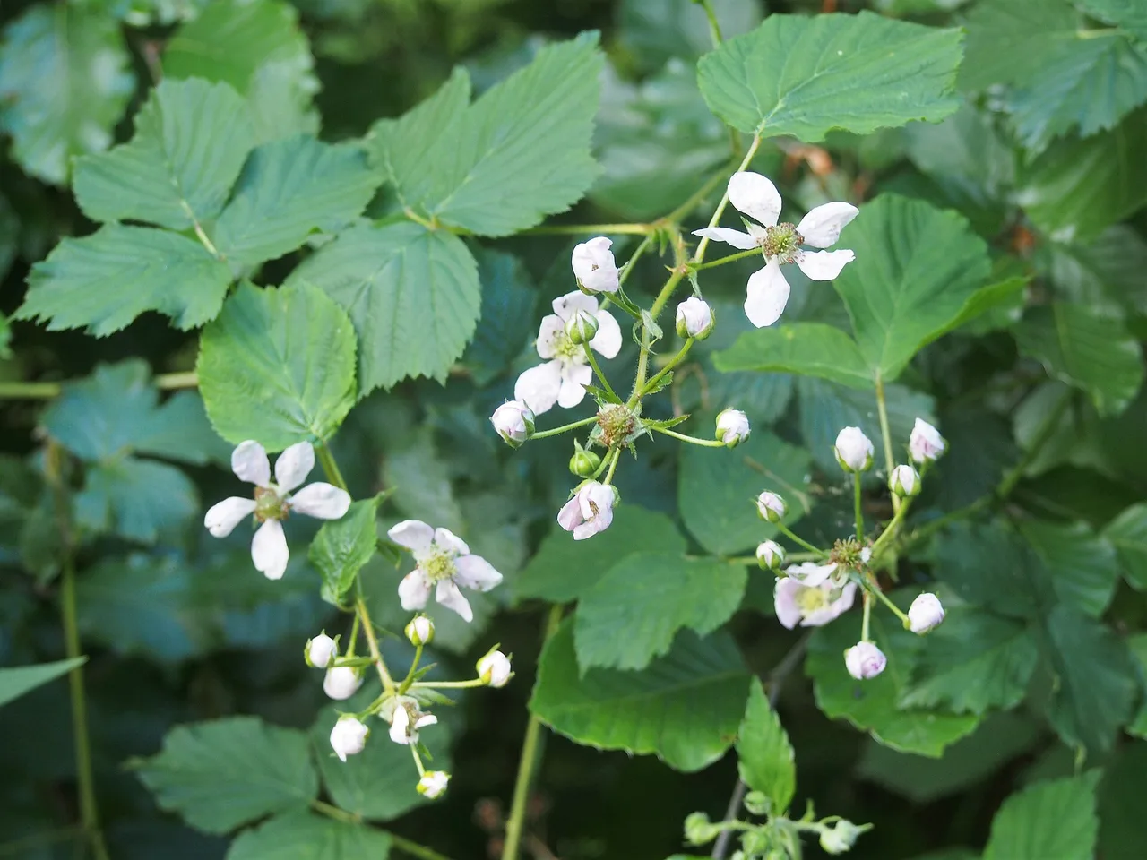 Blackberry (Rubus fruticosus)