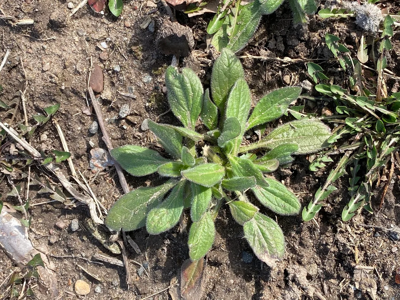 Annual Coneflower (Rudbeckia hirta)