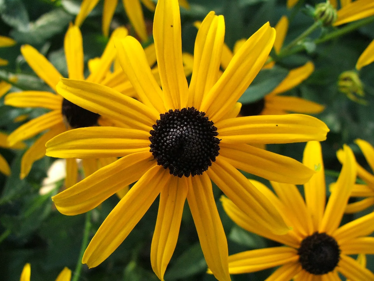 Black-eyed Susan (Rudbeckia fulgida)