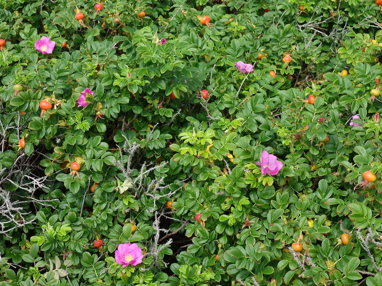 Rugosa Rose (Rosa rugosa)
