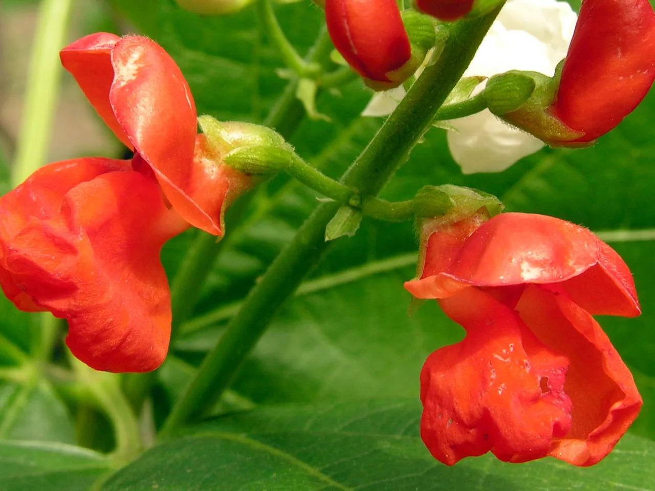 Runner Bean (Phaseolus coccineus)