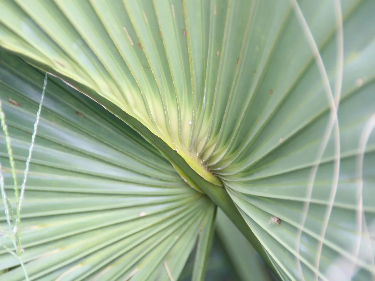 Cabbage Palmetto (Sabal palmetto)