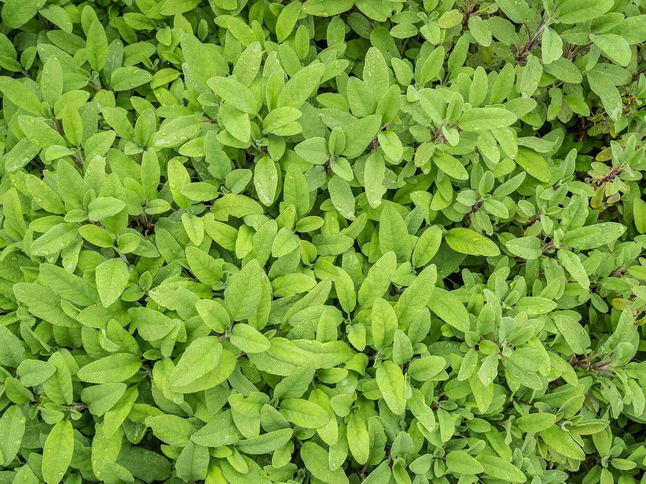Sage (Salvia officinalis)