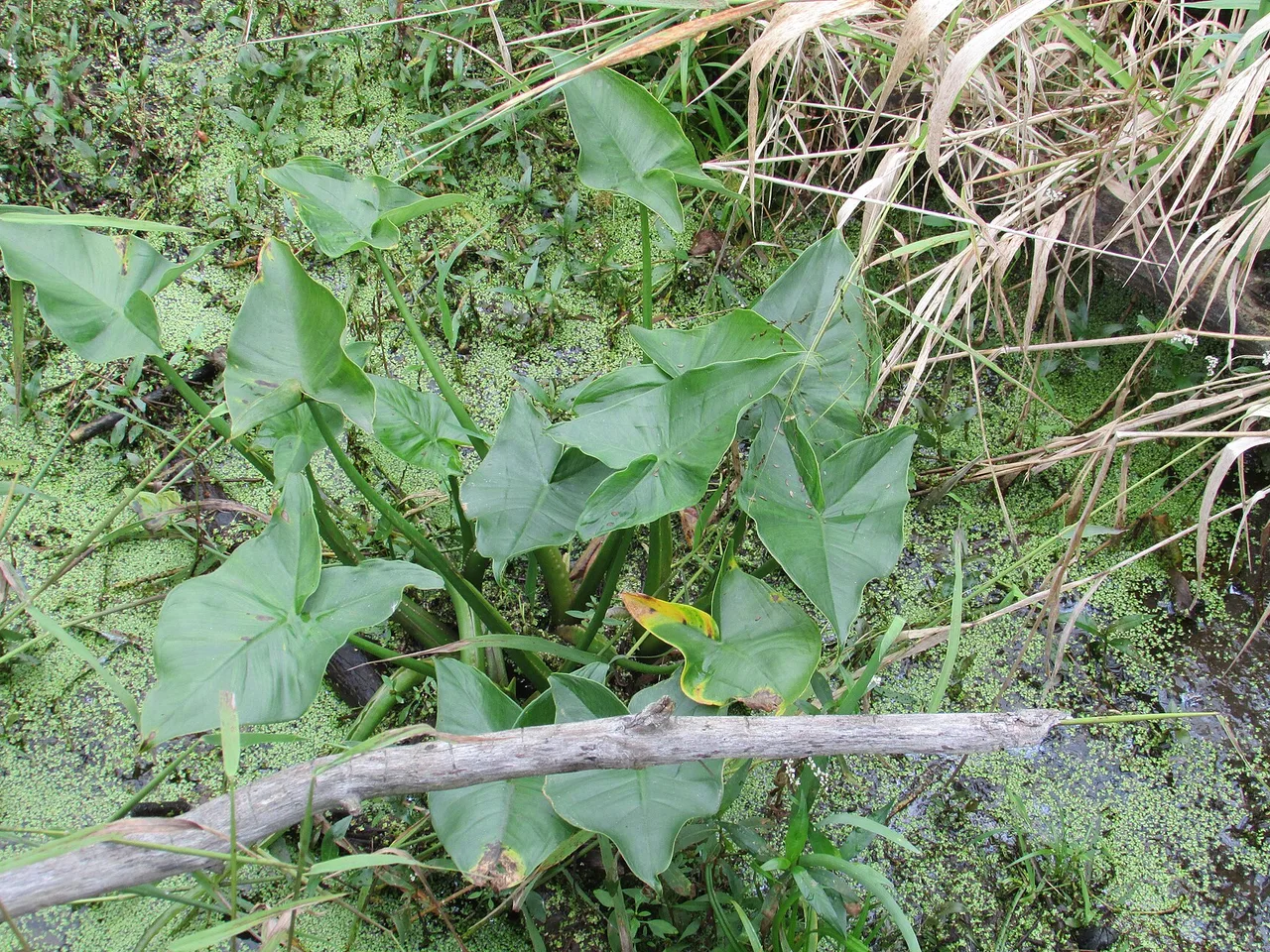 Duck Potato (Sagittaria latifolia)