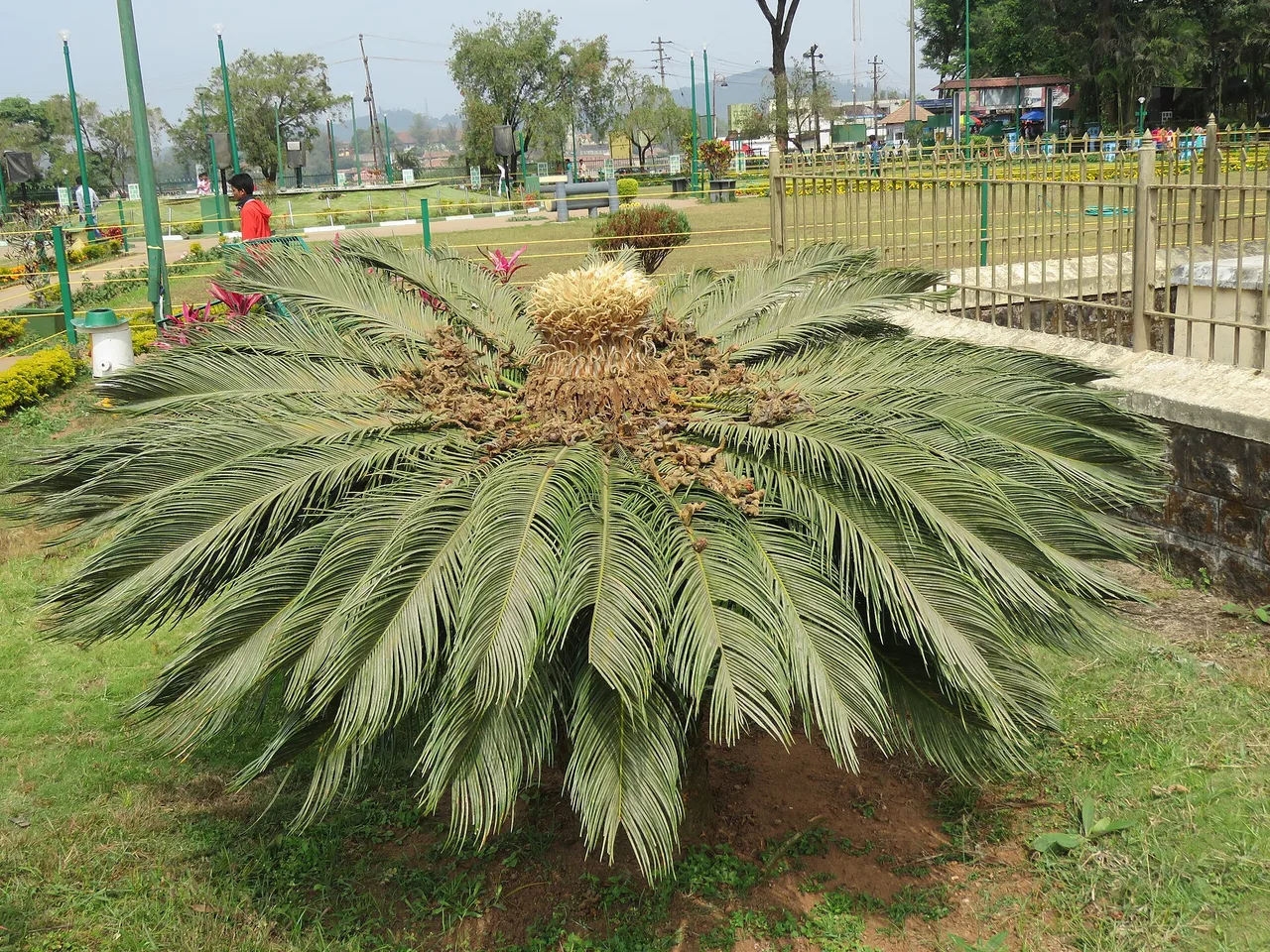 Sago Palm (Cycas revoluta)