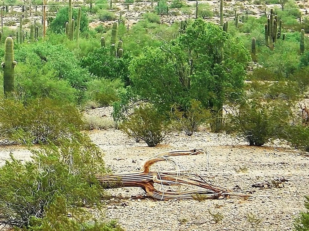 Saguaro (Carnegiea gigantea)