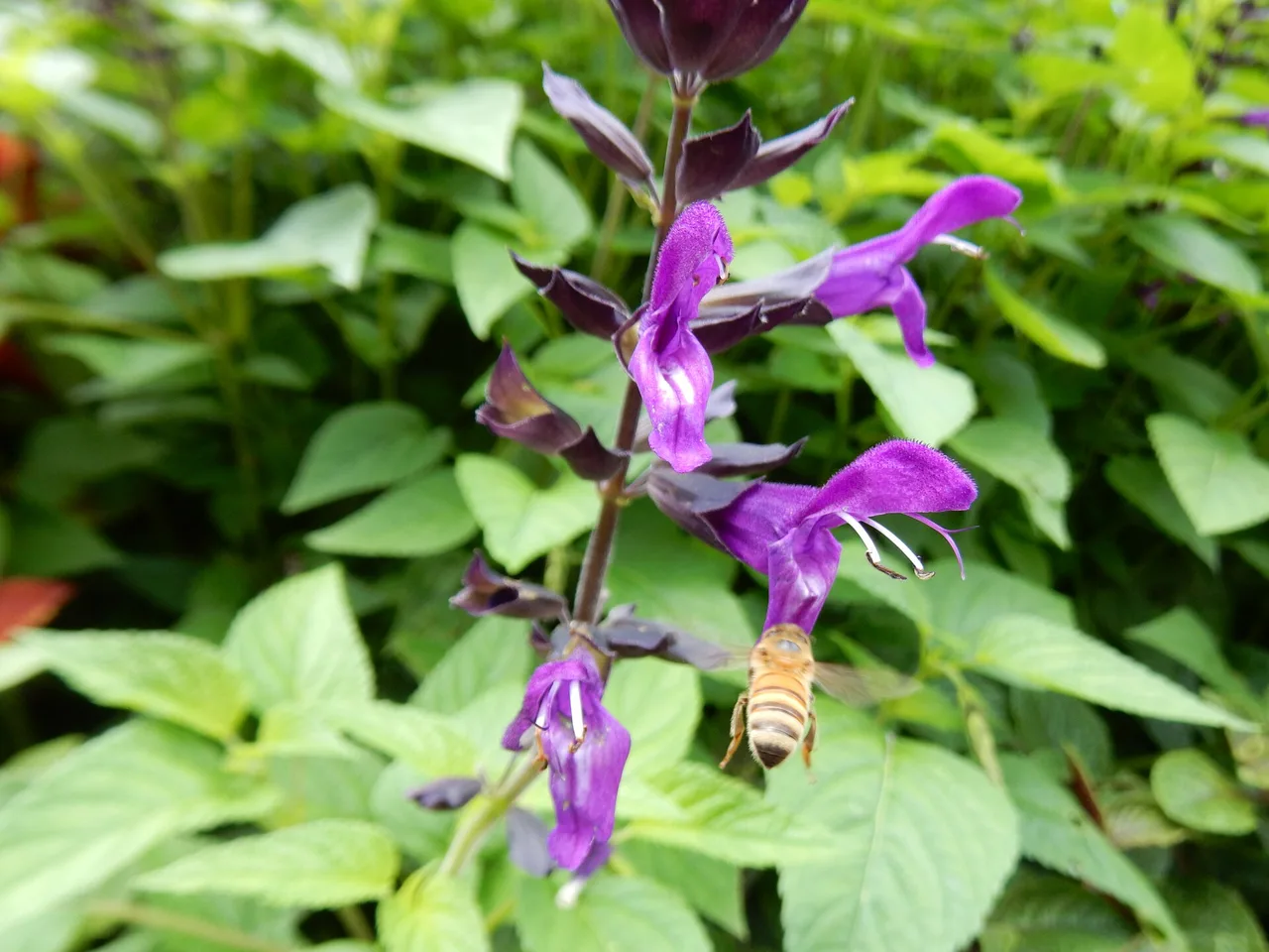 Blue Anise Sage (Salvia guaranitica)