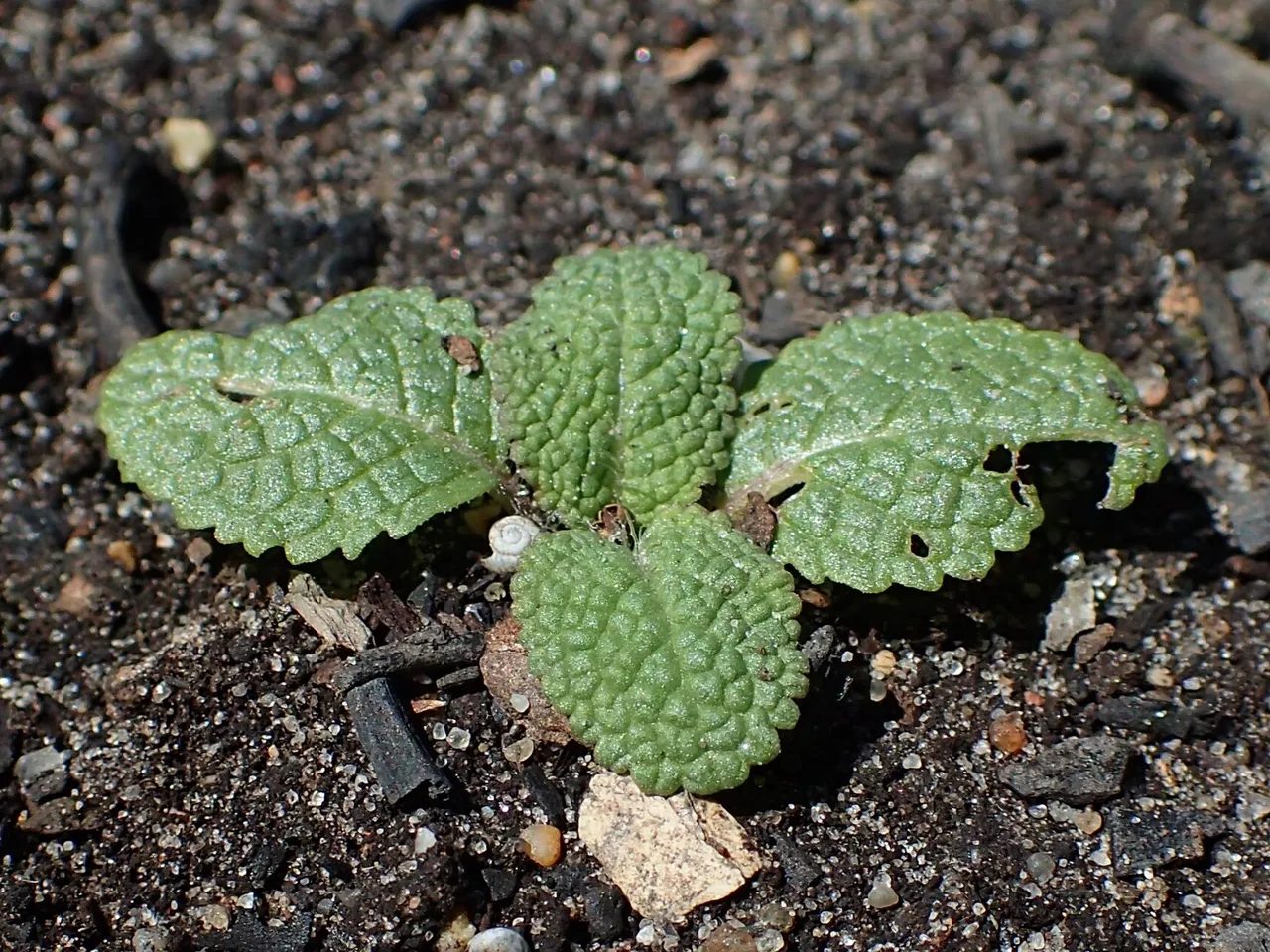 Wood Sage (Salvia nemorosa)