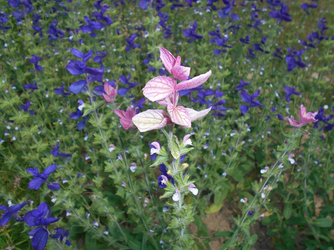 Painted Sage (Salvia viridis)