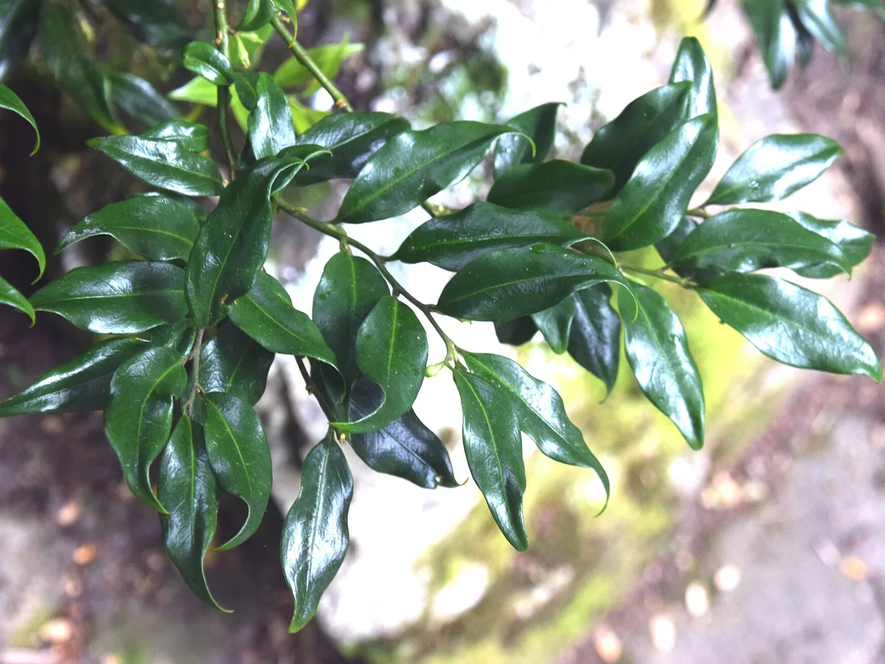 Christmas Box (Sarcococca confusa)