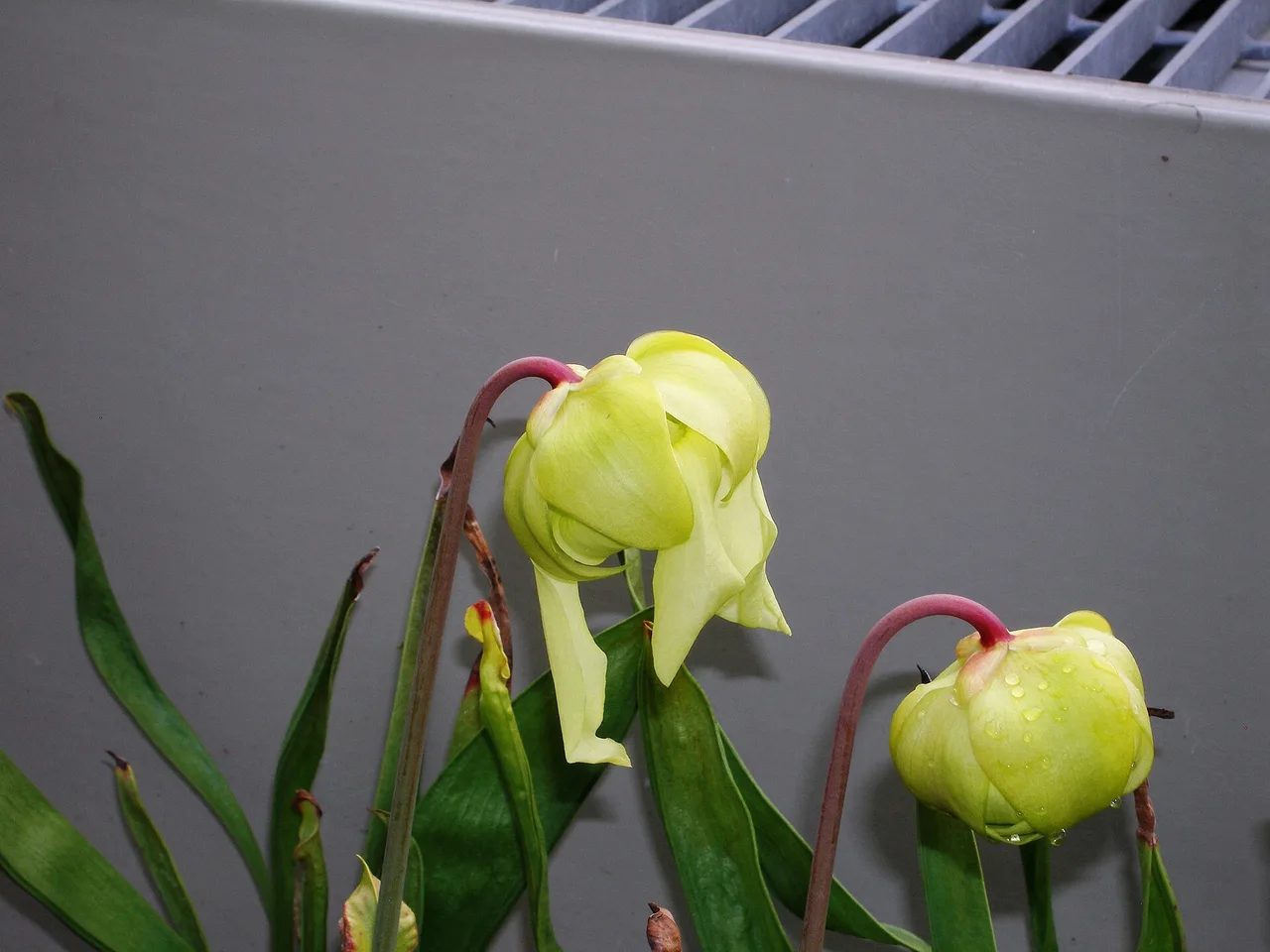 Yellow Pitcher Plant (Sarracenia flava)
