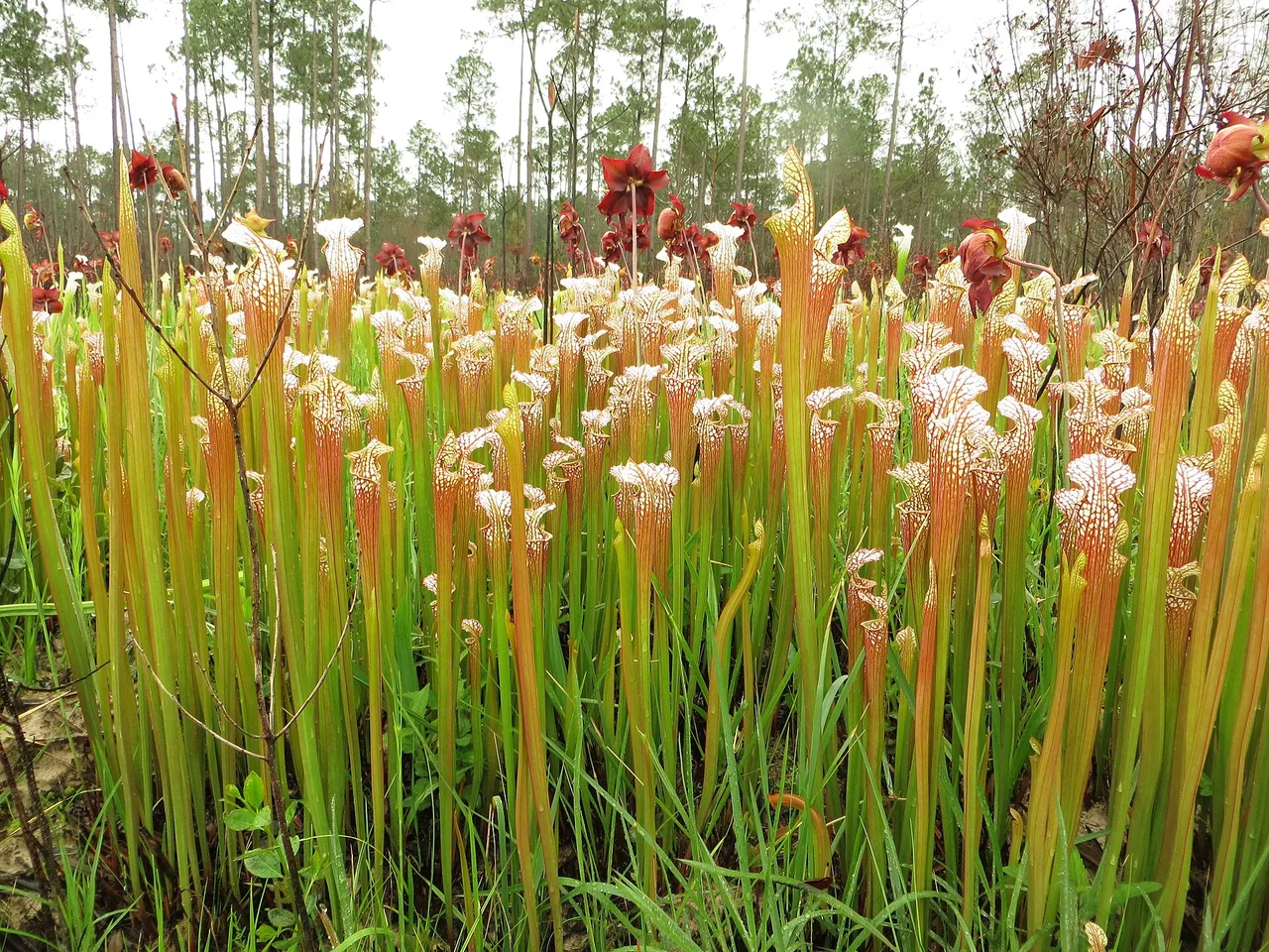 White Topped Pitcher Plant (Sarracenia leucophylla)