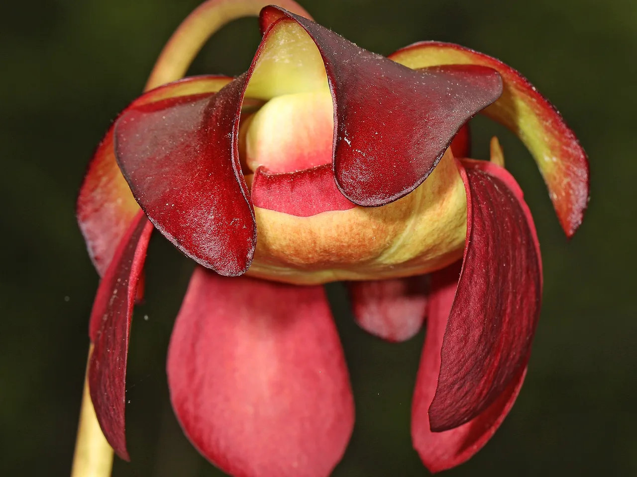 Purple Pitcher Plant (Sarracenia purpurea)