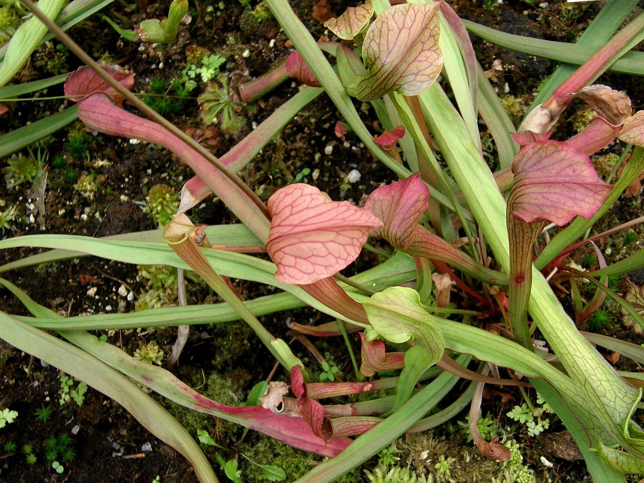 Sweet Pitcher Plant (Sarracenia rubra)