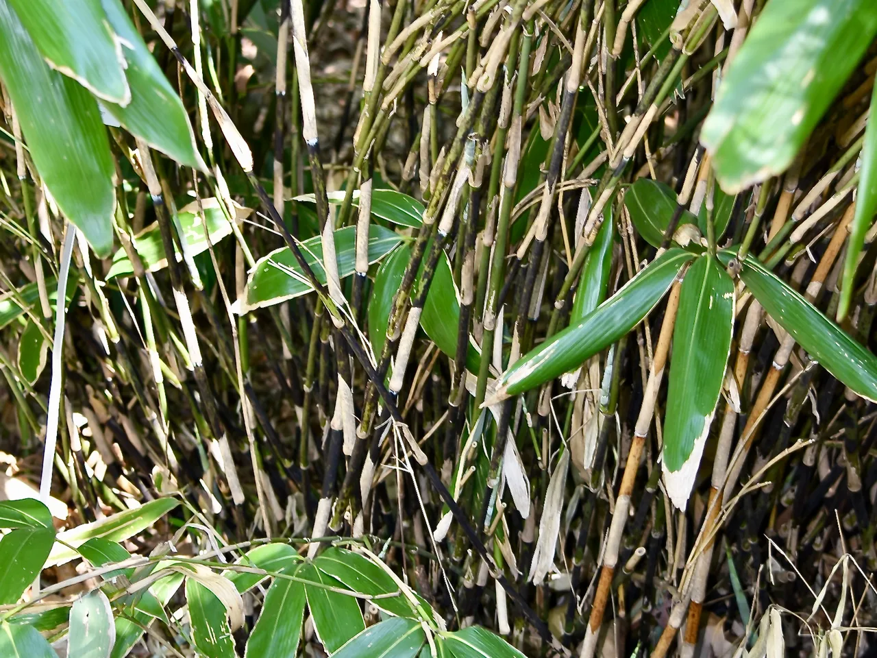 Broadleaf Bamboo (Sasa palmata)