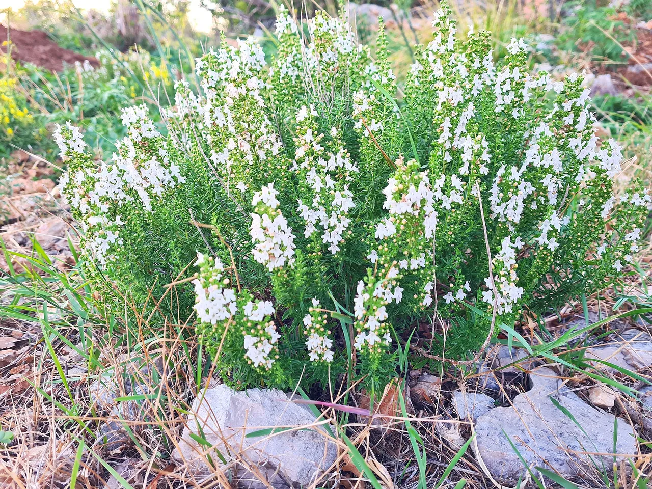 Winter Savory (Satureja montana)