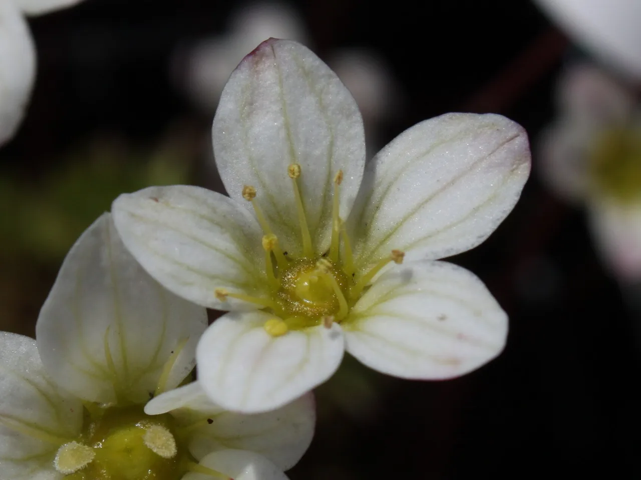 Mossy Saxifrage (Saxifraga x arendsii)