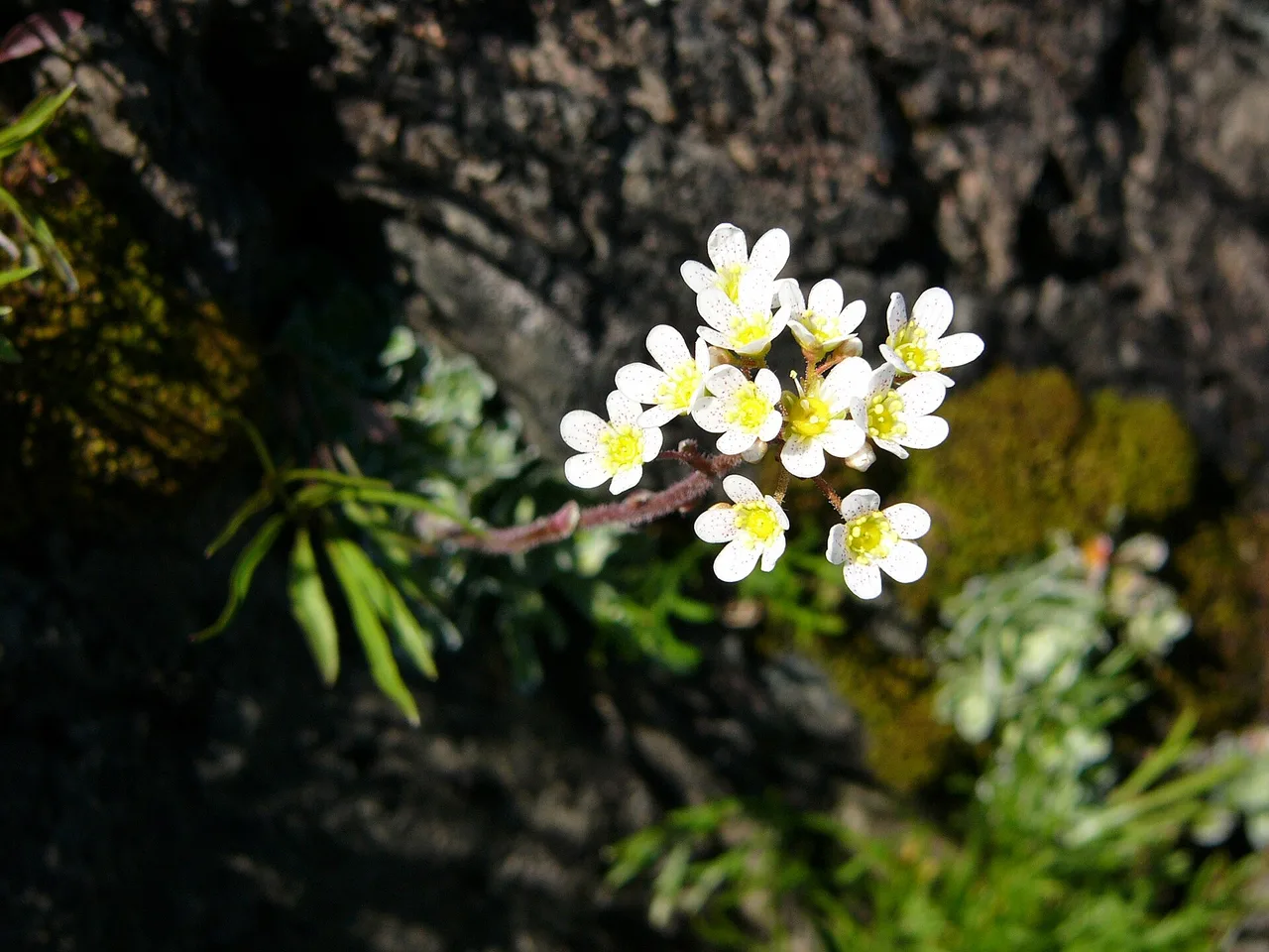 Saxifrage (Saxifraga paniculata)