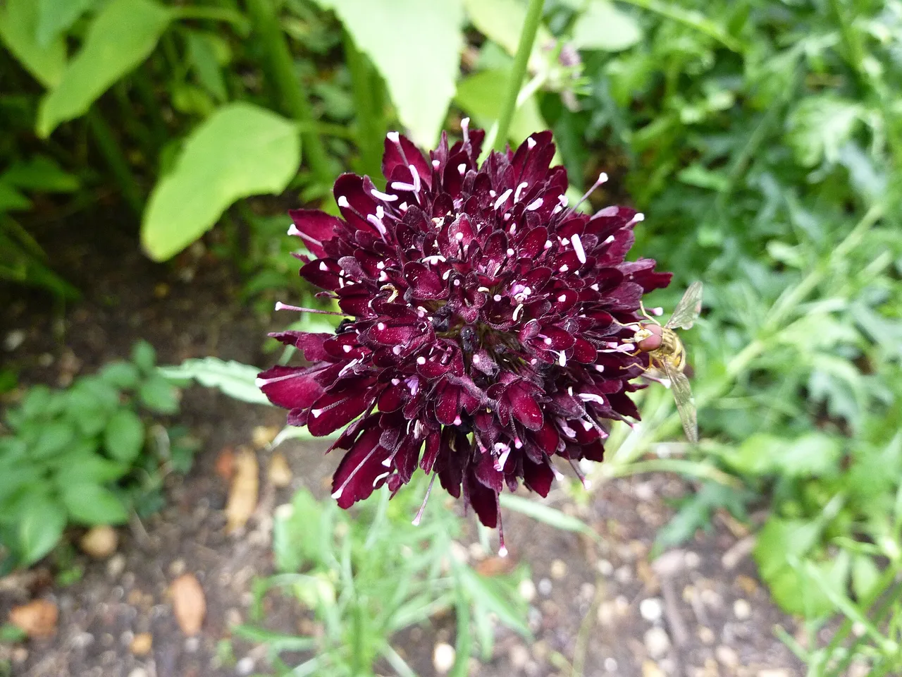 Sweet Scabious (Scabiosa atropurpurea)