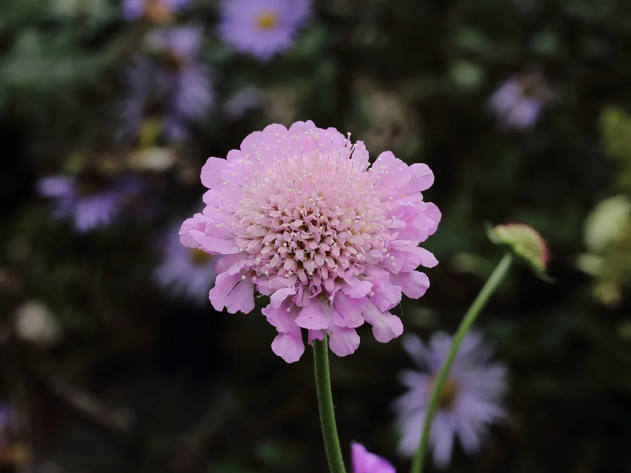 Scabious (Scabiosa columbaria)