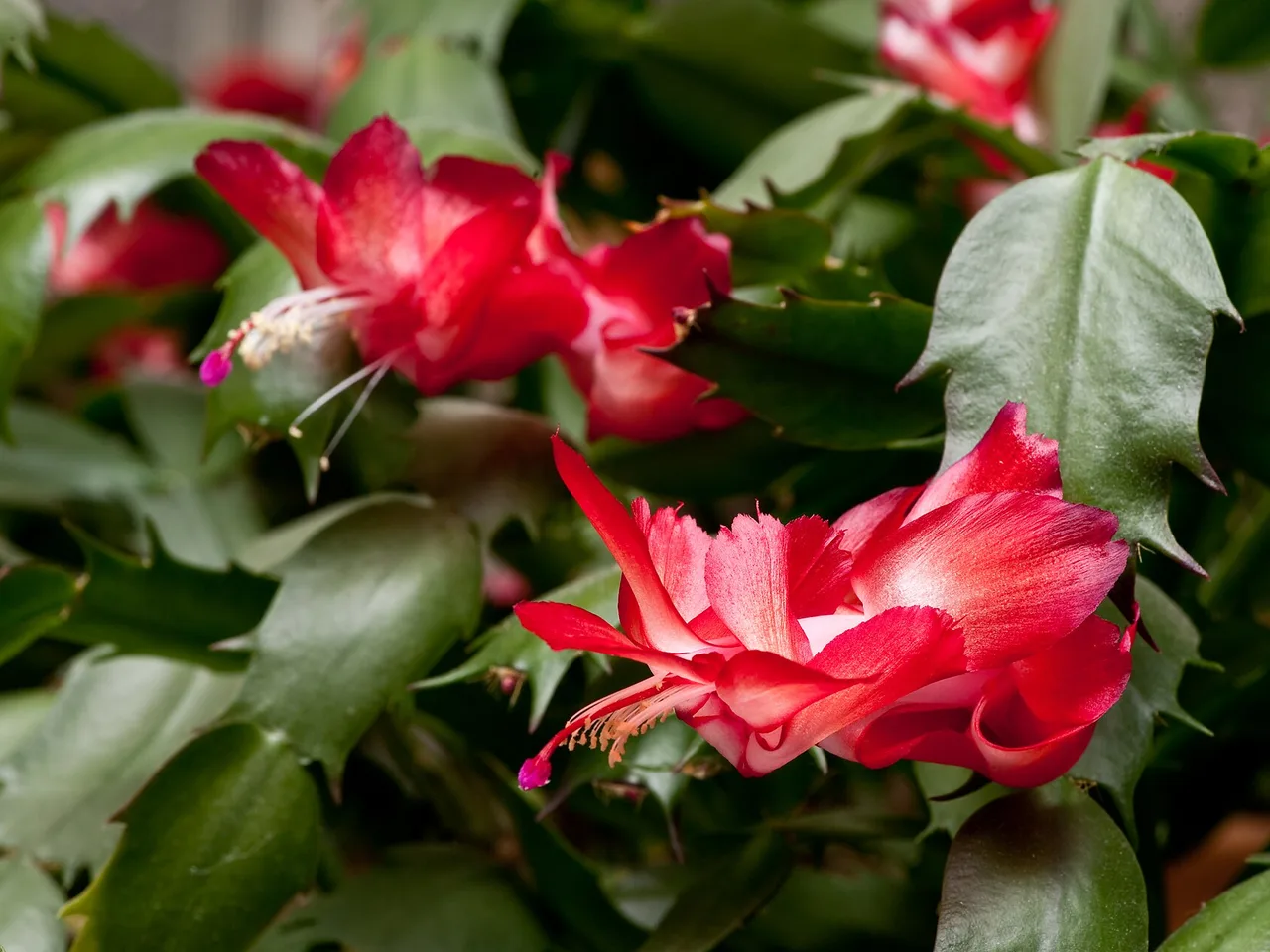 Christmas Cactus (Schlumbergera truncata)